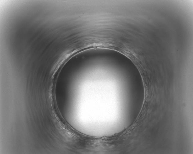 X0000066010098200603101607