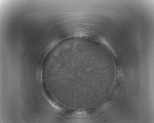 X0000066010110200603101607