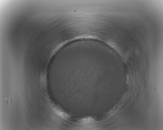 X0000066010112200603101607