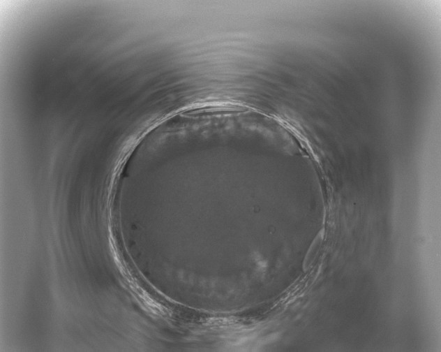 X0000066010145200603101605