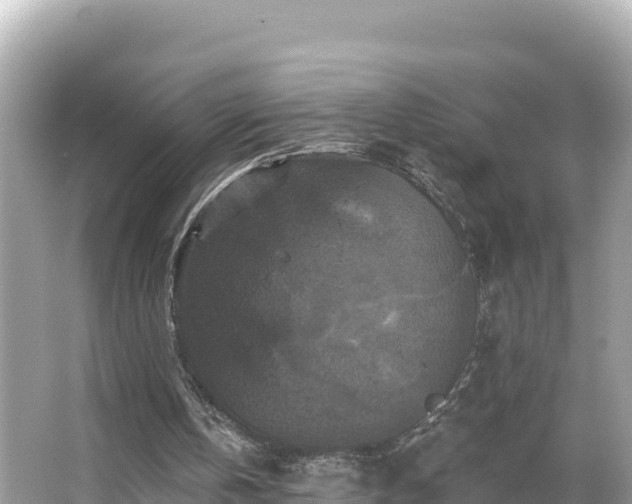 X0000066010146200603101605