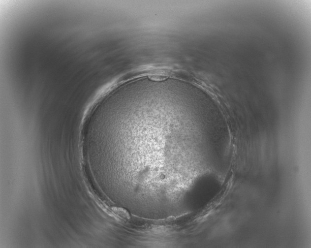 X0000066010149200603101605