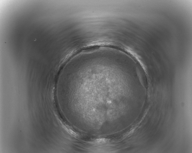 X0000066010153200603101606