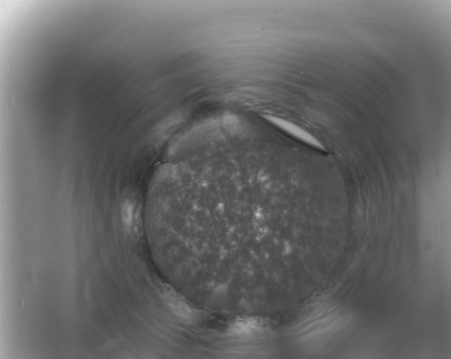 X0000066010177200603101606