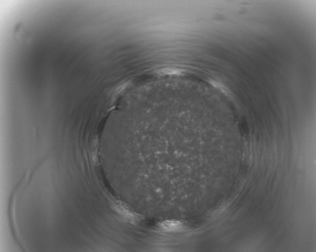 X0000066010189200603101606