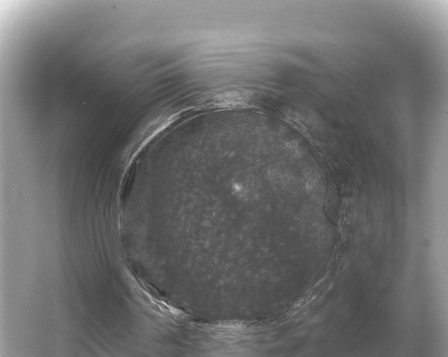 X0000066010194200603101605