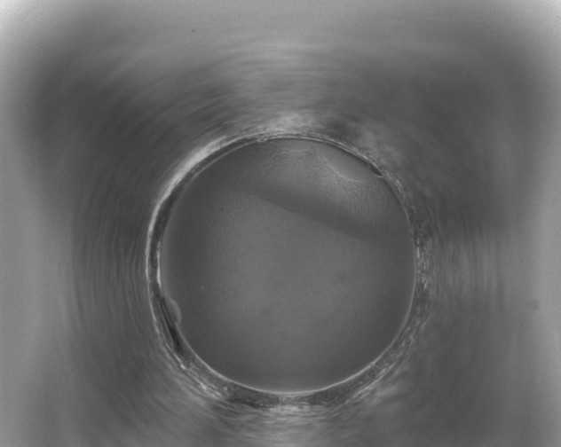 X0000066010196200603101605