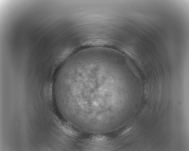 X0000066010206200603101605