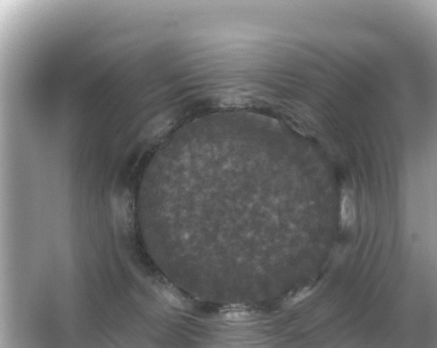 X0000066010228200603101605