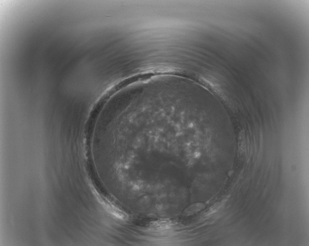 X0000066010351200603101602