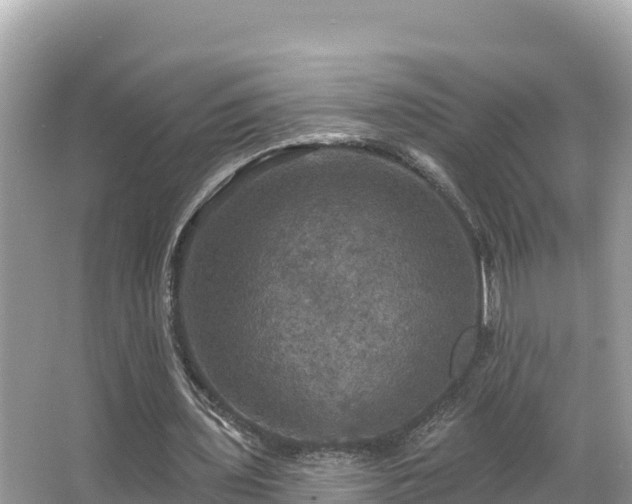 X0000066010435200603101601