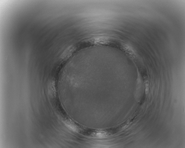 X0000066010506200603101600