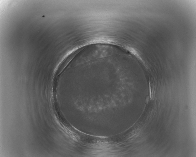 X0000066010531200603101559