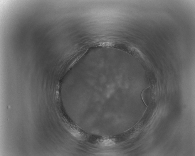 X0000066010553200603101559