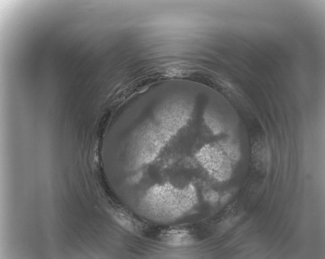 X0000066010554200603101559