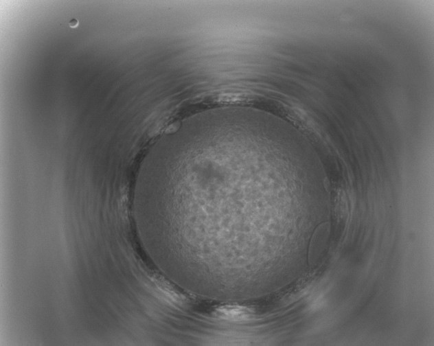 X0000066010557200603101559