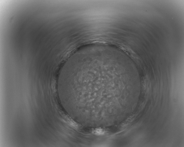 X0000066010565200603101559