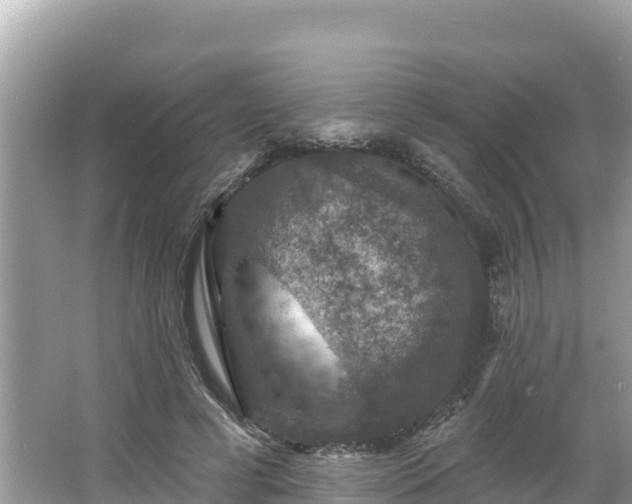 X0000066010593200603101559