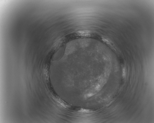 X0000066010609200603101558