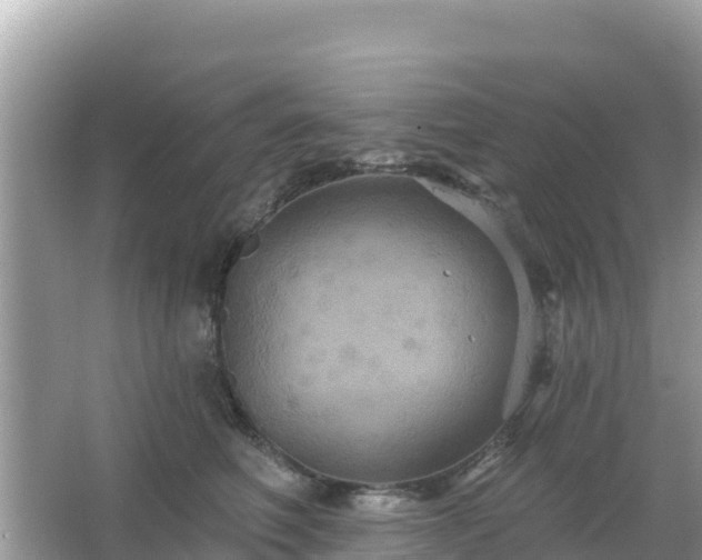 X0000066010614200603101558