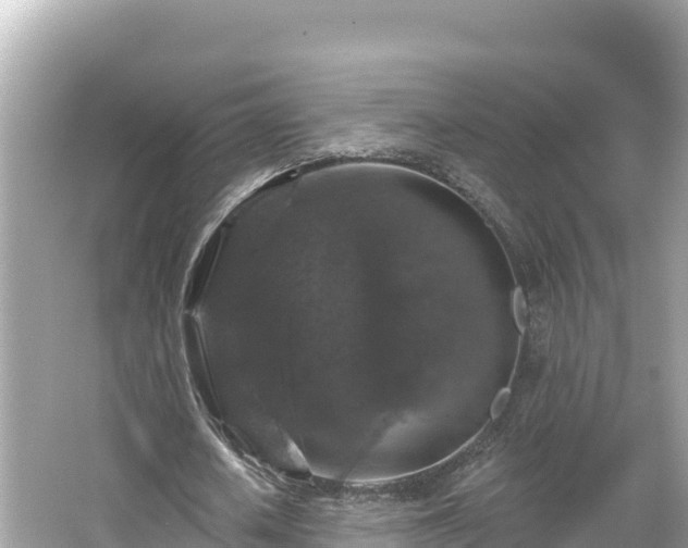 X0000066010626200603101557