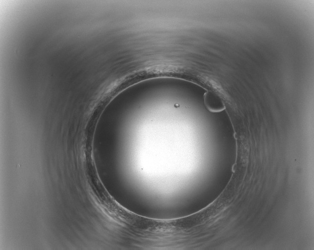 X0000066010631200603101557