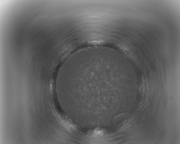 X0000066010647200603101558