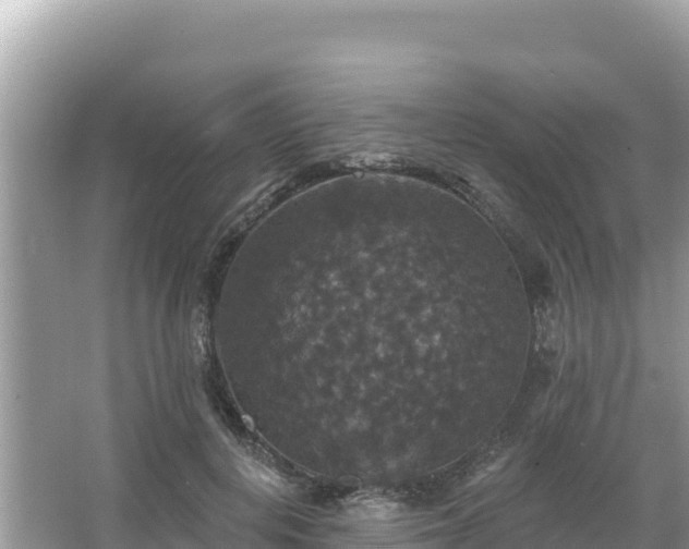 X0000066010648200603101558