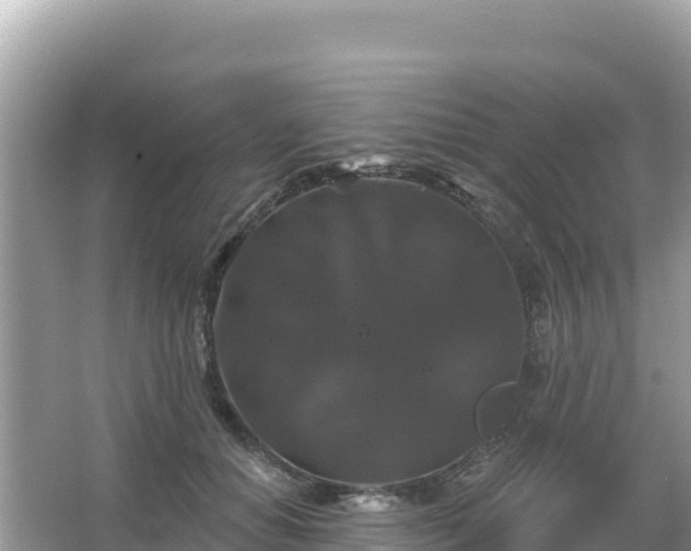 X0000066010654200603101558