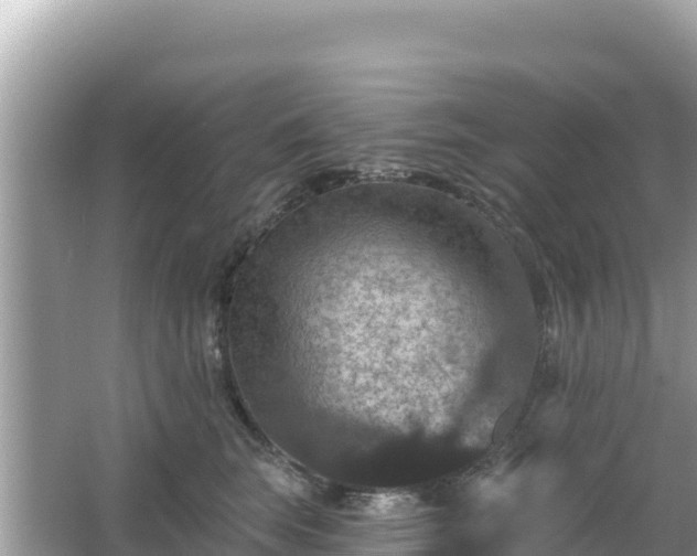 X0000066010663200603101558