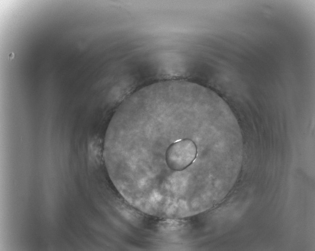 X0000066010672200603101558