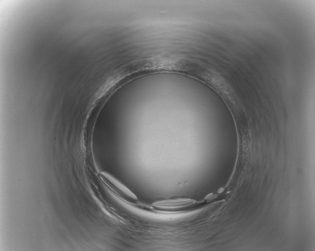 X0000066010674200603101557