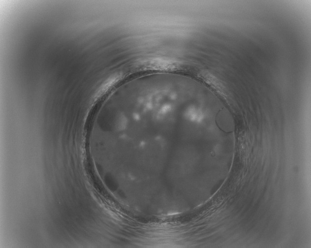 X0000066010679200603101557