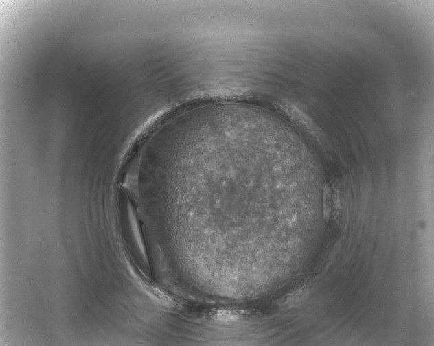 X0000066010684200603101557