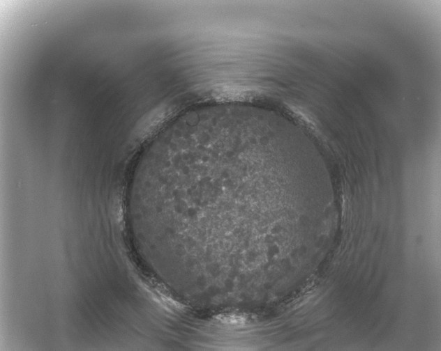 X0000066010687200603101557