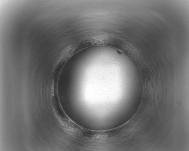 X0000066010694200603101557