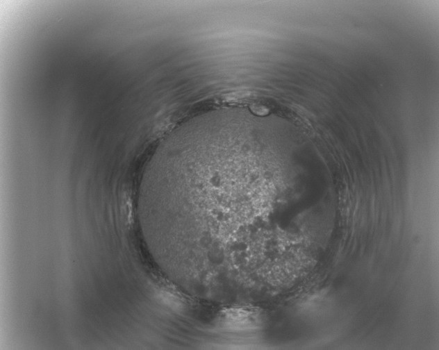 X0000066010703200603101557