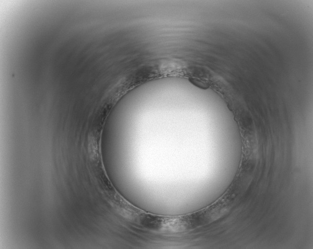 X0000066010705200603101557