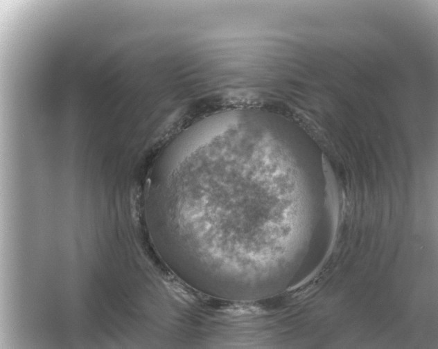 X0000066010712200603101557