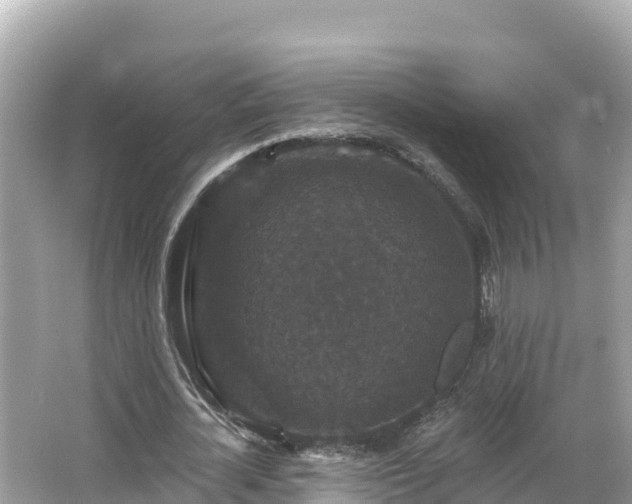 X0000066010724200603101556