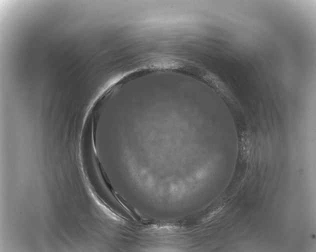 X0000066010726200603101556