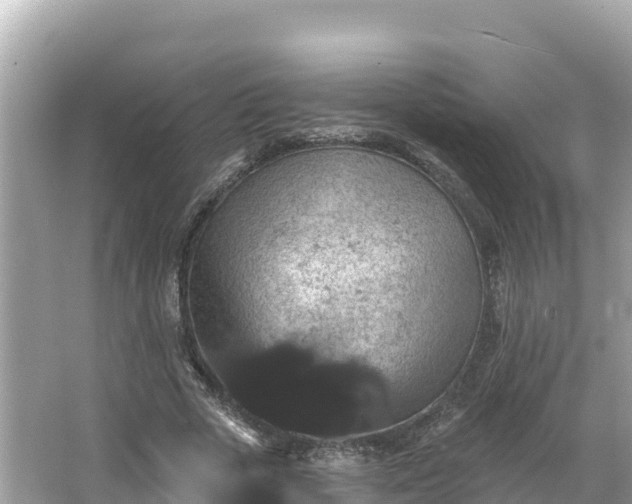 X0000066010729200603101556