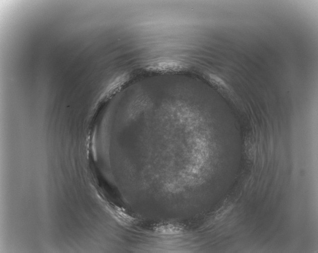 X0000066010735200603101556