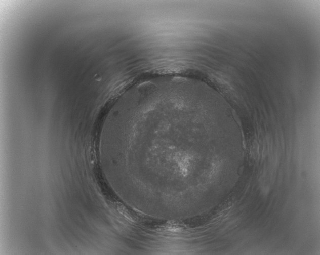 X0000066010743200603101556