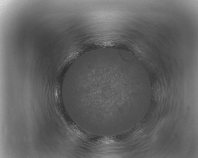 X0000066010747200603101556