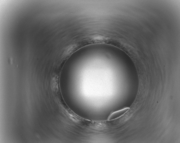 X0000066010768200603101556