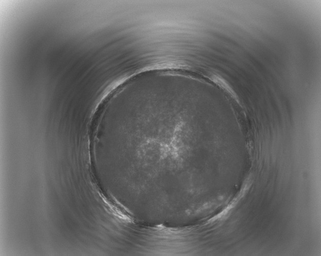 X0000066010781200603101555