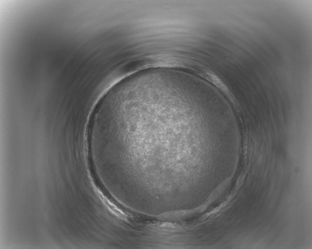 X0000066010787200603101555