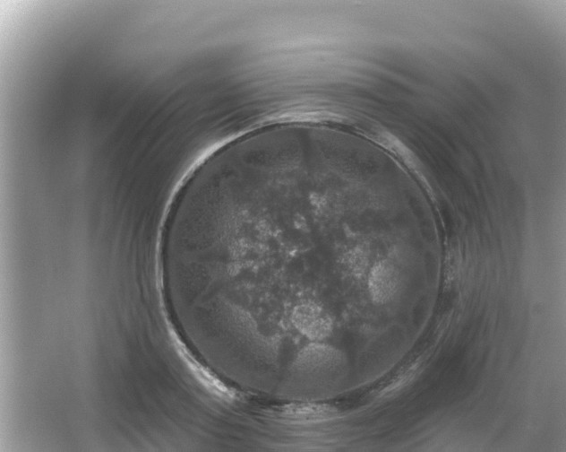 X0000066010795200603101555