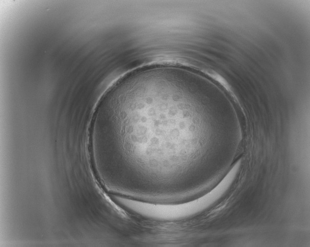 X0000066010799200603101555